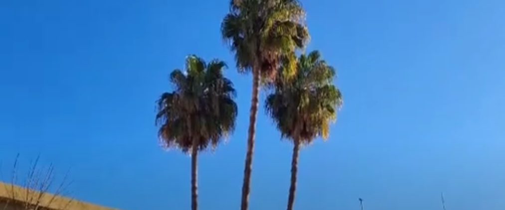 palmeras