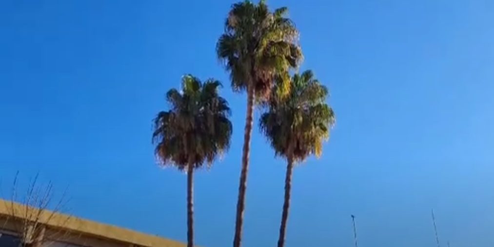palmeras