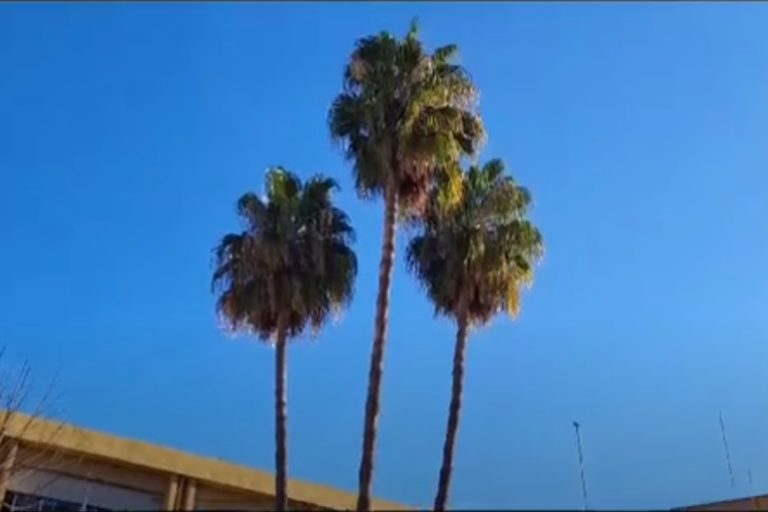 palmeras