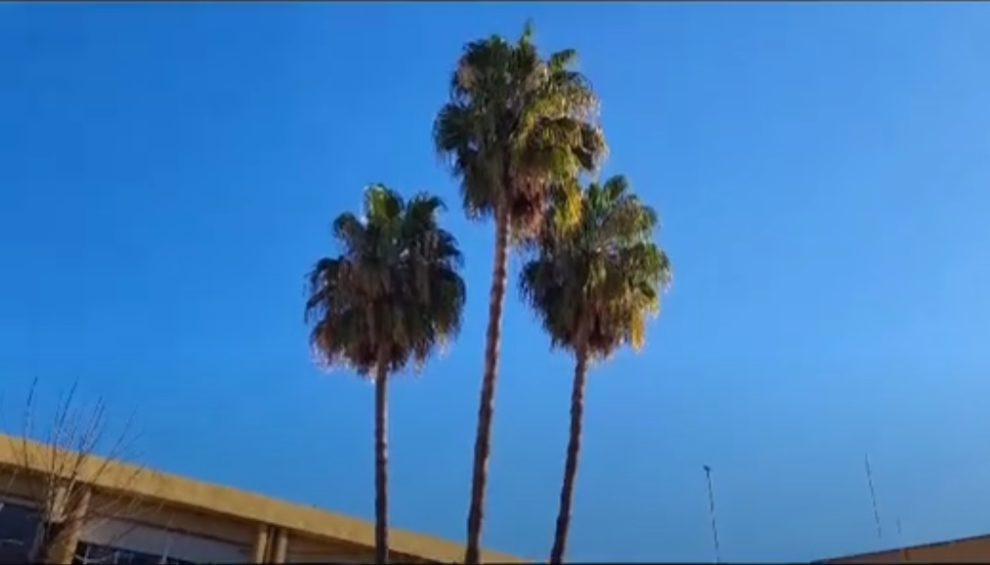 palmeras